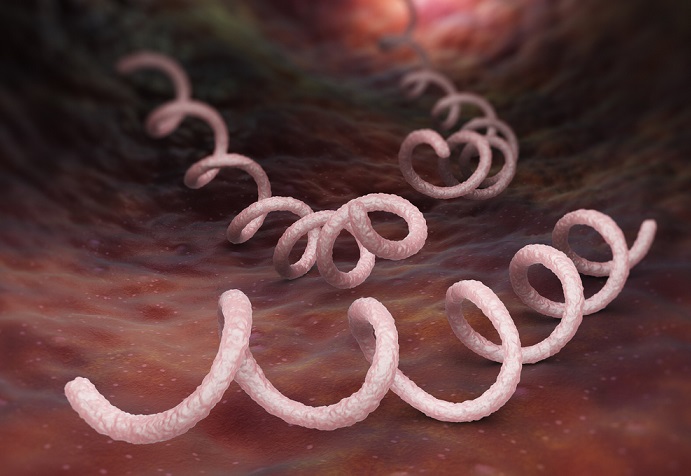 Treponema Pallidum, Bakteri Penyebab Sifilis yang Harus Diwaspadai