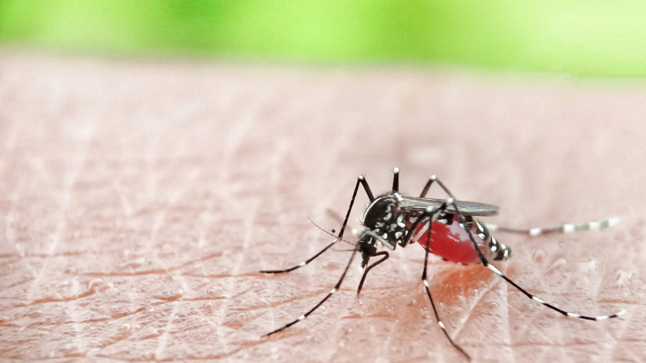 Mengenal Nyamuk Aedes Albopictus Penyebab Demam Berdarah