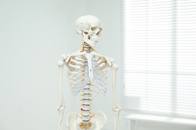Memahami Struktur Tulang Manusia dan Fungsinya