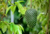soursop-leaves-for-cancer-treatment.jpg